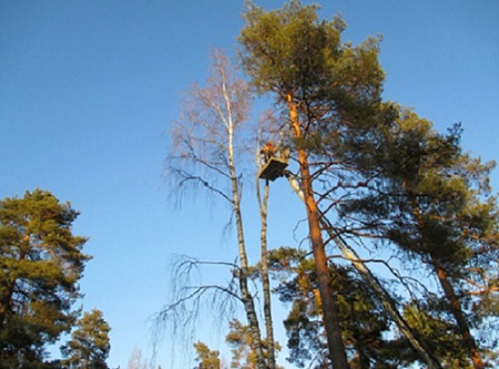Puunkaato nosturilla